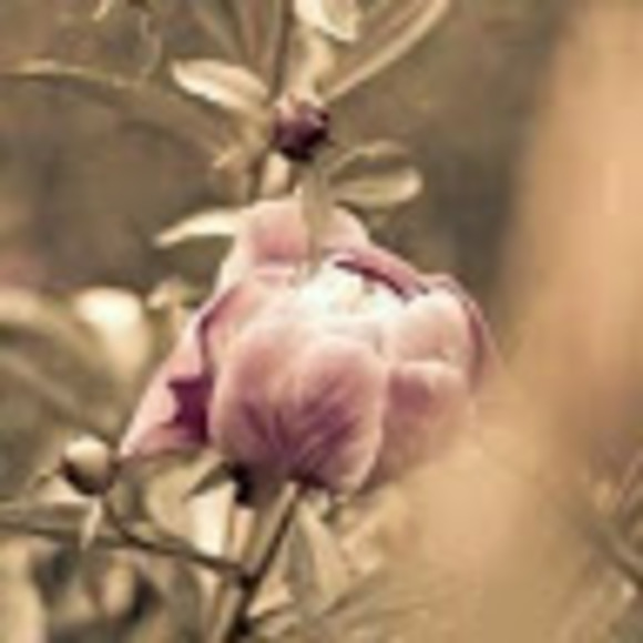 Meet your Posher, Clo - Picture 1 of 1